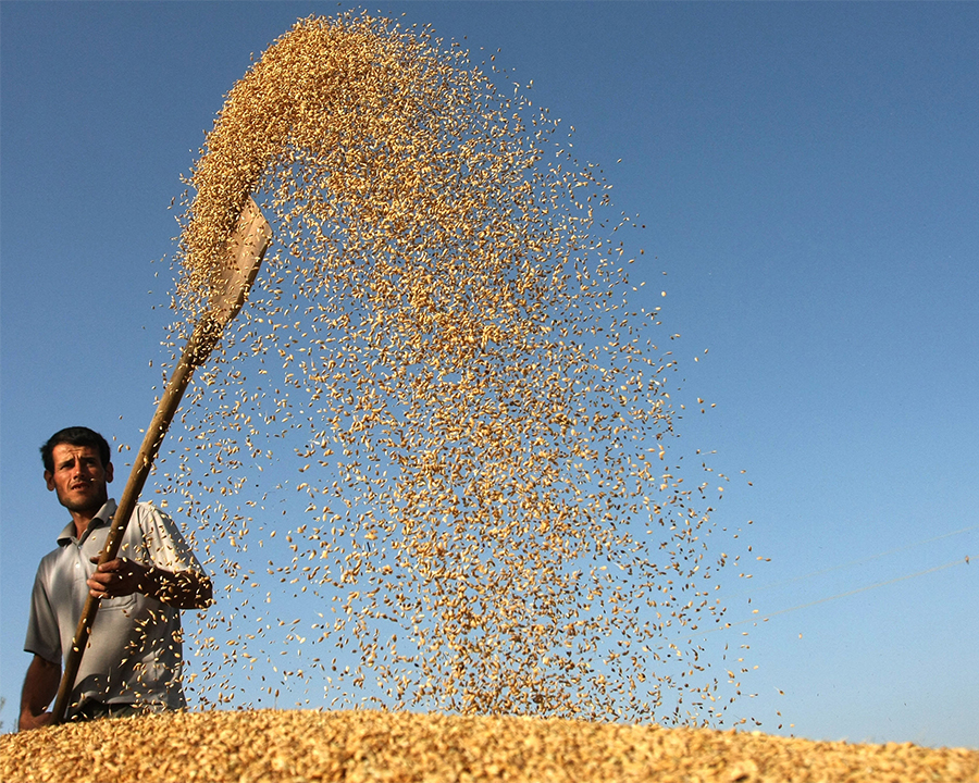 Rice, Sugar, Corn, Soybean, Wheat