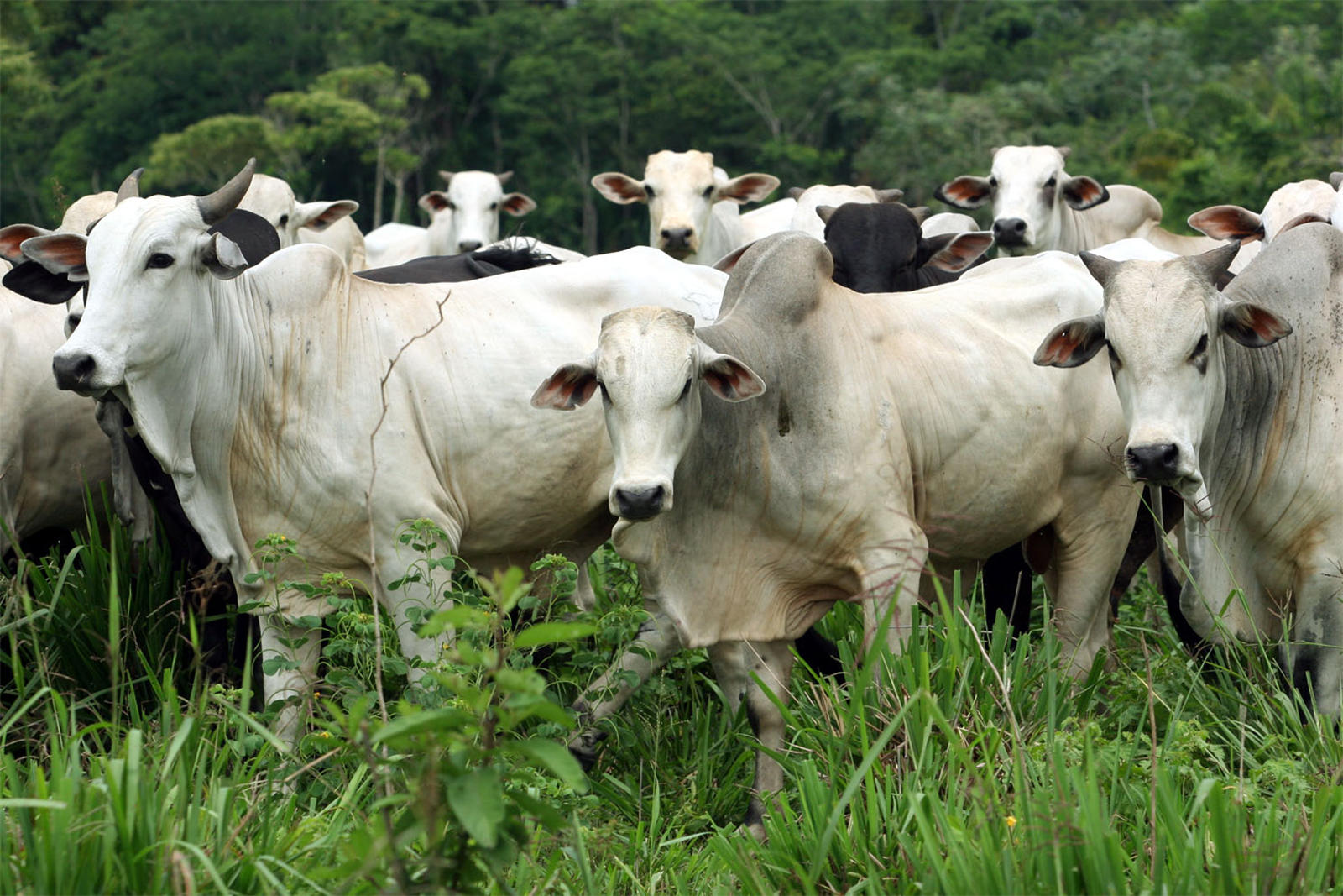 BANKI TRADING - Beef Meat Suppliers